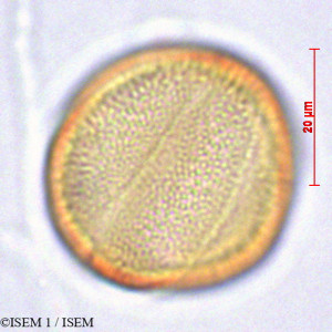 ISEM 1/Clinopodium_fasciculatum_29102/Clinopodium_fasciculatum_29102_0001(copy)_thumb.jpg